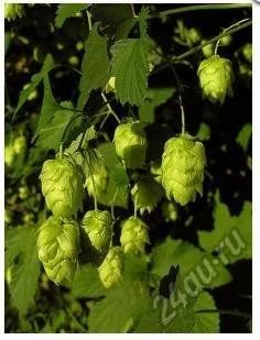 Лот: 6090530. Фото: 1. Хмель 30 гр. Другое (красота и здоровье)