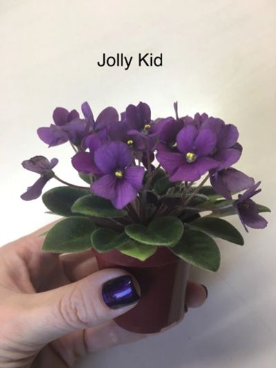 Лот: 12848442. Фото: 1. Мини фиалка Jolly Kid (лист). Горшечные растения и комнатные цветы