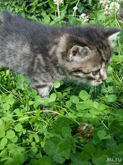 Лот: 10188512. Фото: 1. Подарю шотландского котика. Кошки, котята