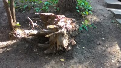Лот: 5884143. Фото: 1. Пень, для интерьера участка. Аксессуары