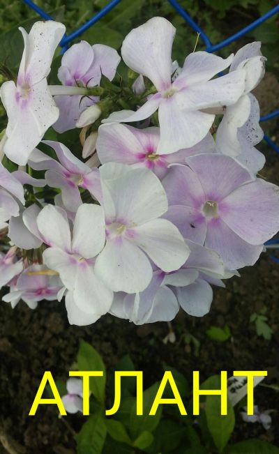 Лот: 11905121. Фото: 1. флокс "атлант". Садовые цветы