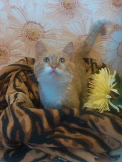 Лот: 4464841. Фото: 1. Солнечный котенок (3,5 месяца). Кошки, котята