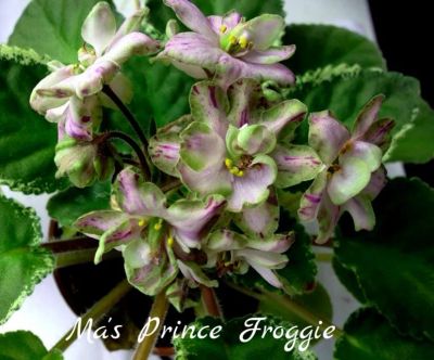 Лот: 4624588. Фото: 1. Фиалка сортовая Ma's Prince Froggie... Горшечные растения и комнатные цветы