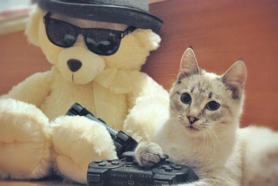 Лот: 3205778. Фото: 1. Котенок тайской породы. Кошки, котята