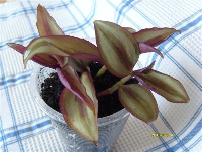 Лот: 2720750. Фото: 1. Традесканция (Tradescantia Zebrina... Горшечные растения и комнатные цветы