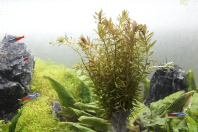 Лот: 4815658. Фото: 1. Ротала (Rotala indica). Водные растения