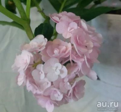 Лот: 14450579. Фото: 1. Гортензия крупнолистная Ю энд... Горшечные растения и комнатные цветы