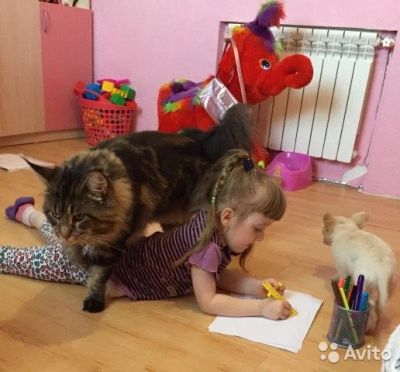 Лот: 9038843. Фото: 1. Котята Мейн-кун от мировых чемпионов. Кошки, котята