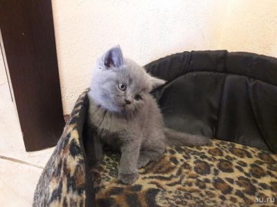 Лот: 9621624. Фото: 1. Котята Британцы (мальчик и девочка... Кошки, котята