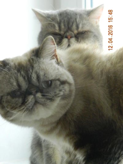 Лот: 7308613. Фото: 1. отдам двух персидских котов в... Кошки, котята