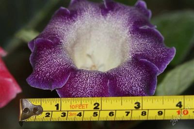 Лот: 2886849. Фото: 1. Глоксиния 29 (цветущее растение... Горшечные растения и комнатные цветы