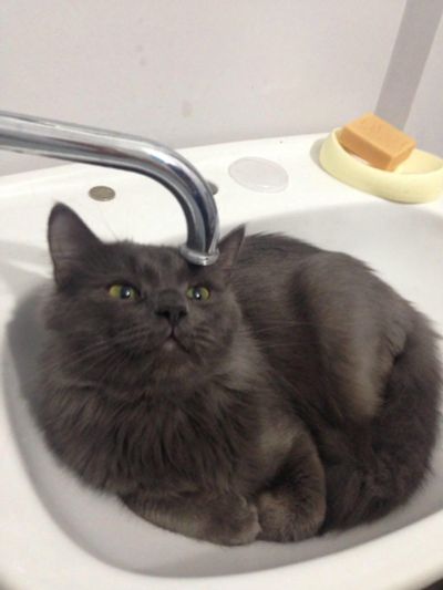 Лот: 12392351. Фото: 1. Кот для фотосессий. Кошки, котята