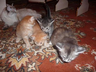 Лот: 784143. Фото: 1. котята. Остальные животные