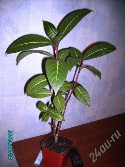 Лот: 528292. Фото: 1. Санхеция2. Горшечные растения и комнатные цветы