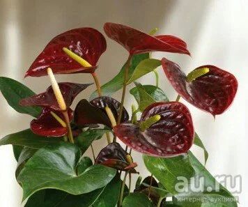 Лот: 13303070. Фото: 1. Антуриум Блэк Квин. Горшечные растения и комнатные цветы