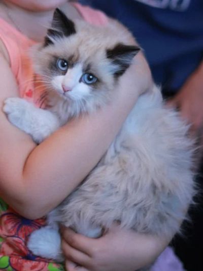 Лот: 6332355. Фото: 1. Котенок-девочка ищет хозяев. Кошки, котята