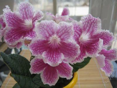 Лот: 1670633. Фото: 1. Стептокарпус сорт BR. PETTICCOATS... Горшечные растения и комнатные цветы