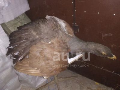 Лот: 23695746. Фото: 1. Чучело птицы. Чучела животных, рога, шкуры