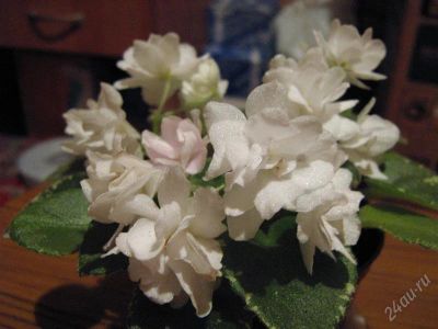 Лот: 848898. Фото: 1. Фиалка сорта White dew (уайт дью... Горшечные растения и комнатные цветы