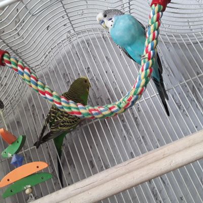 Лот: 19167185. Фото: 1. пара волнистых попугаев с клеткой... Птицы