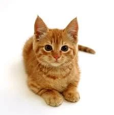 Лот: 8462655. Фото: 1. Котик Огонёк. Кошки, котята
