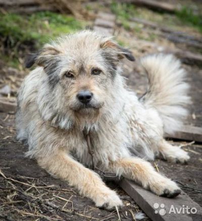 Лот: 6757176. Фото: 1. Отдам собаку-охранницу в надежные... Собаки, щенки