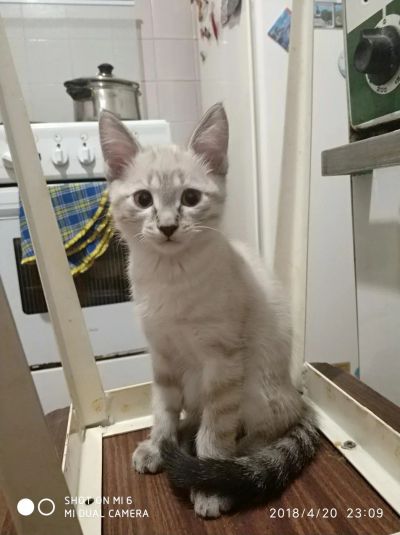 Лот: 11391466. Фото: 1. Отдам Котята Невской маскарадной. Кошки, котята
