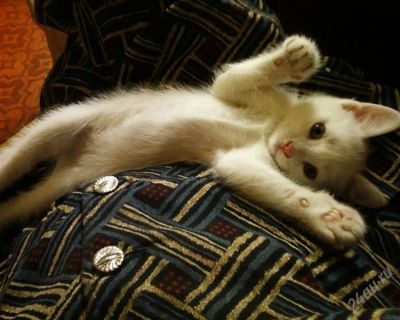 Лот: 1927835. Фото: 1. Белый котейка 1,5 месяца. Кошки, котята