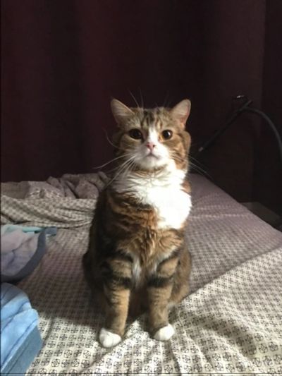Лот: 10561528. Фото: 1. Отдадим кошку в хорошие руки. Кошки, котята