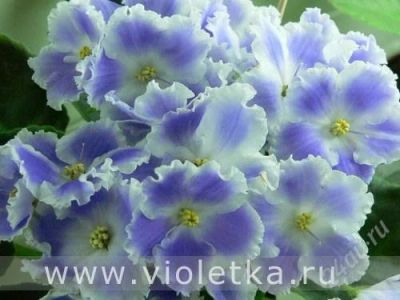 Лот: 1306678. Фото: 1. фиалка sapphire ice. Горшечные растения и комнатные цветы