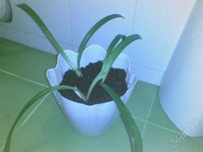 Лот: 270454. Фото: 1. Гиппеастриум. Горшечные растения и комнатные цветы