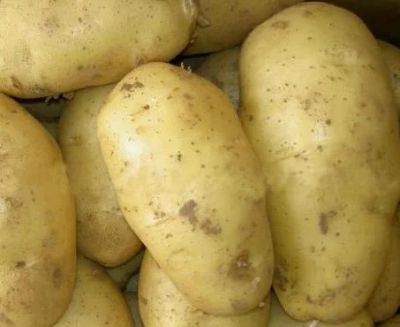 Лот: 5721064. Фото: 1. картошка Ярла и картофель Адретта... Картофель