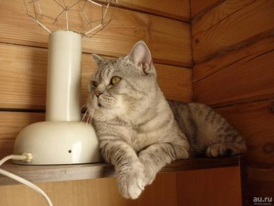 Лот: 8953648. Фото: 1. кот производитель. Кошки, котята