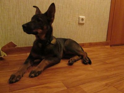 Лот: 4992553. Фото: 1. Отдам собаку. Возраст пол года... Собаки, щенки