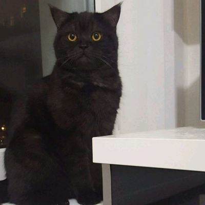 Лот: 11524836. Фото: 1. Кот Британец. Кошки, котята