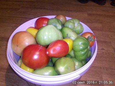 Лот: 8108381. Фото: 1. Помидоры домашние ведро 10л. Овощи, фрукты, зелень