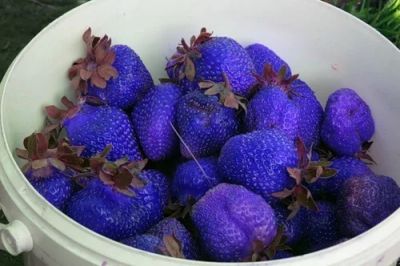 Лот: 7526974. Фото: 1. Куплю фиолетовую картошку; черную... Овощи