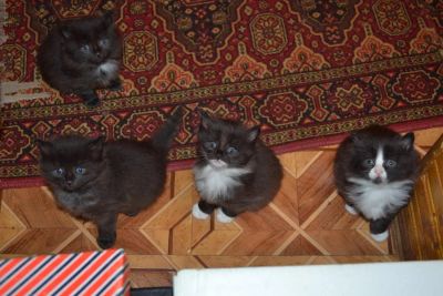 Лот: 4659705. Фото: 1. Подарим озорных пушистых котеек. Кошки, котята