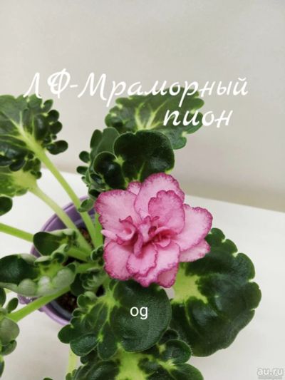 Лот: 16803193. Фото: 1. ЛФ-Мраморный пион лист. Горшечные растения и комнатные цветы