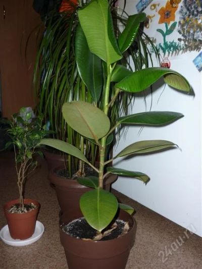 Лот: 1713068. Фото: 1. Фикус. Горшечные растения и комнатные цветы