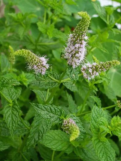 Лот: 5253846. Фото: 1. Мята перечная (Mentha piperita... Другое (красота и здоровье)