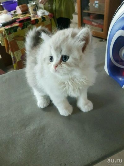 Лот: 13553198. Фото: 1. Котята scottish fold. Кошки, котята