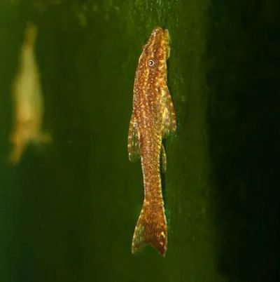 Лот: 17537545. Фото: 1. Отоцинклюс Негрос (Otocinclus... Рыбки