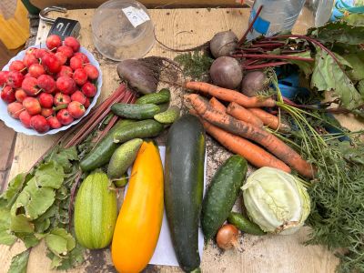 Лот: 20739265. Фото: 1. Овощи с дачи морковь, кабачок... Овощи, фрукты, зелень