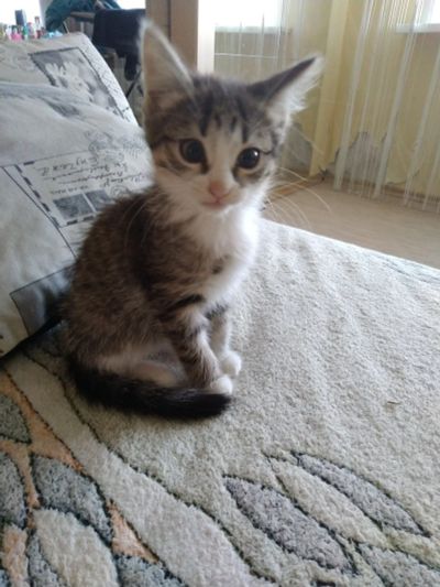 Лот: 13262549. Фото: 1. Симочка ищет любящую семью!. Кошки, котята