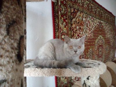 Лот: 10523759. Фото: 1. Британские котята с документами. Кошки, котята