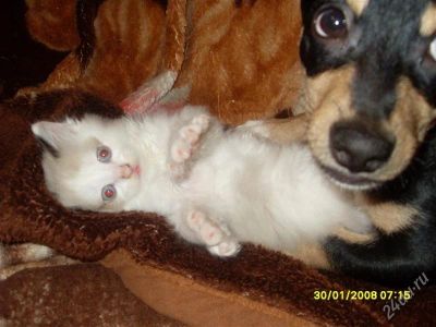 Лот: 1528089. Фото: 1. Котенок 1. Кошки, котята