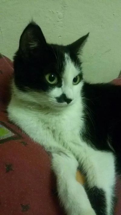 Лот: 9843373. Фото: 1. Отдадим стерилизованную кошку. Кошки, котята