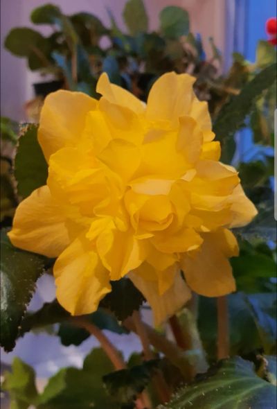 Лот: 19307517. Фото: 1. Черенок бегонии Nonstop yellow. Горшечные растения и комнатные цветы
