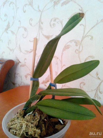 Лот: 9417430. Фото: 1. Орхидея Pot.Tzeng Wen Beauty x... Горшечные растения и комнатные цветы
